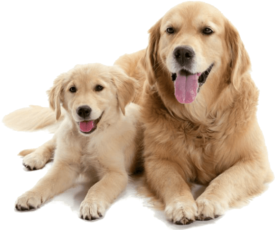 A happy group of dogs